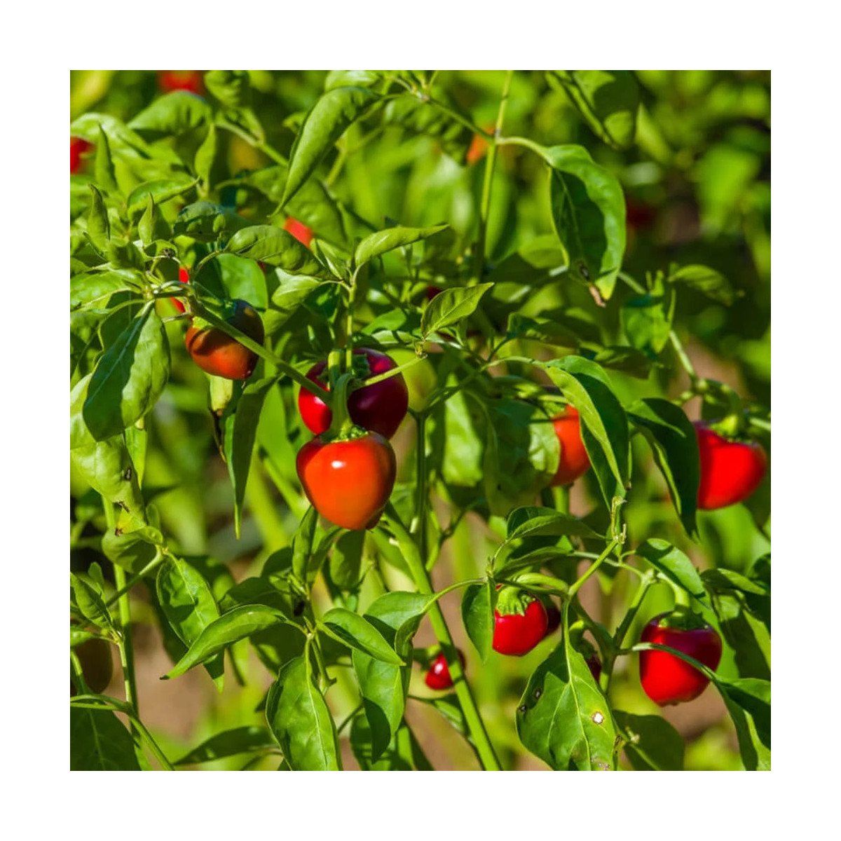 Chilli Koral - Capsicum annuum - semená chilli - 40 ks