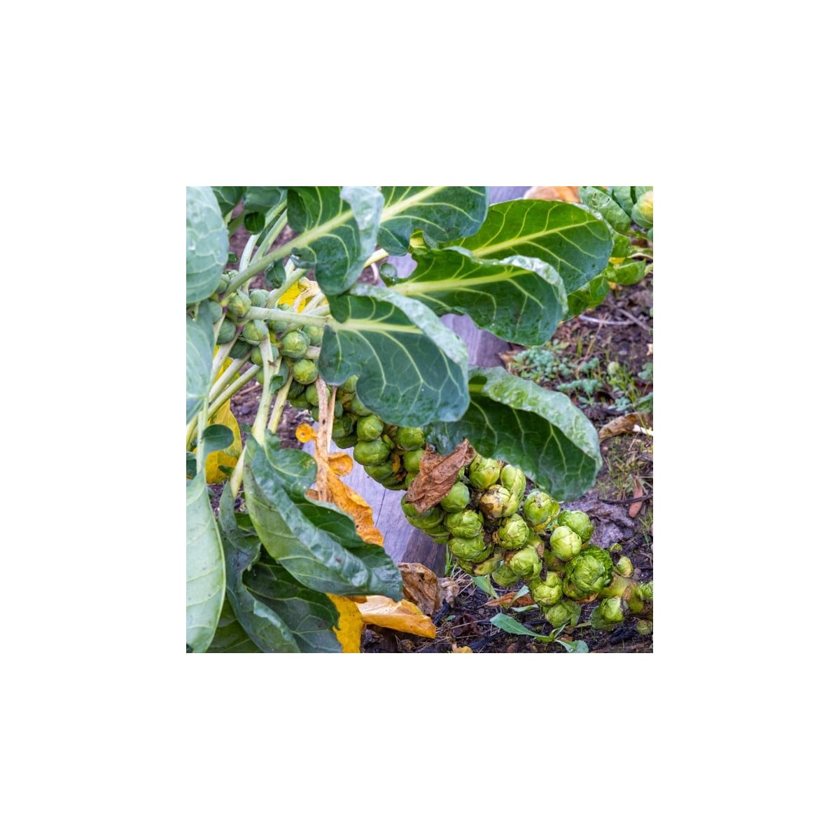 BIO Kel ružičkový Groninger - Brassica oleracea - semená kelu - 50 ks