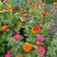 BIO cínia zmes farieb - Zinnia elegans - bio semená cínie - 20 ks