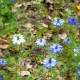 BIO Černucha damašská - Nigella damascena - bio semená černuchy - 50 ks