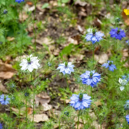 BIO Černucha damašská - Nigella damascena - bio semená černuchy - 50 ks