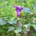 Durman metelový Double Purple - Datura metel - semená durmanu - 5 ks