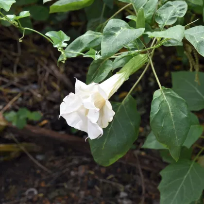 Durman metelový biely - Datura meteľ albumu - semená durmanu - 5 ks