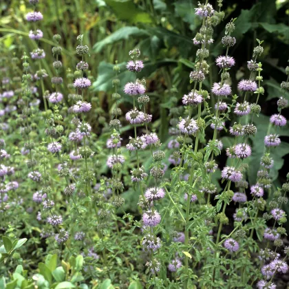 Mäta kobercová - Mentha pulegium - semená mäty - 25 ks