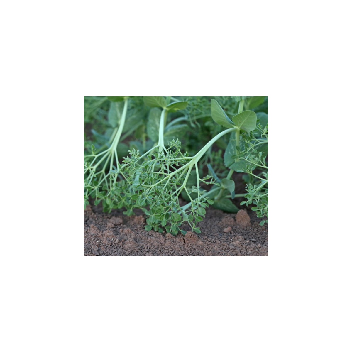 Hrach kučeravý Akacia - Pisum sativum - semená hrachu - 30 ks