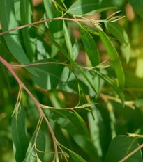 Eukalyptus vajcovitolistý - Blahovičník - Eucalyptus ovata - semená eukalyptu - 10 ks