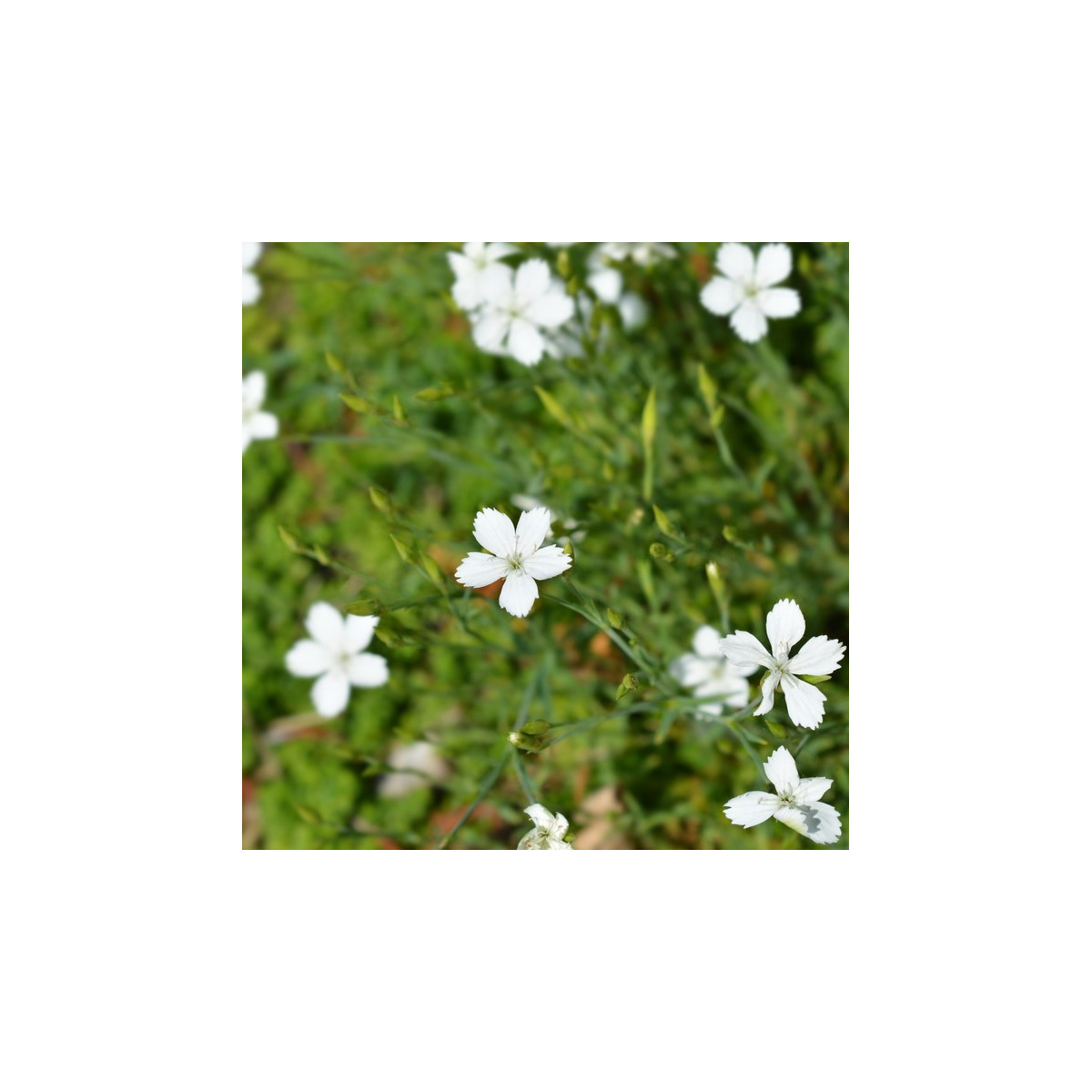 Klinček slzičkový biely - Dianthus deltoides - semená klinčeka - 100 ks