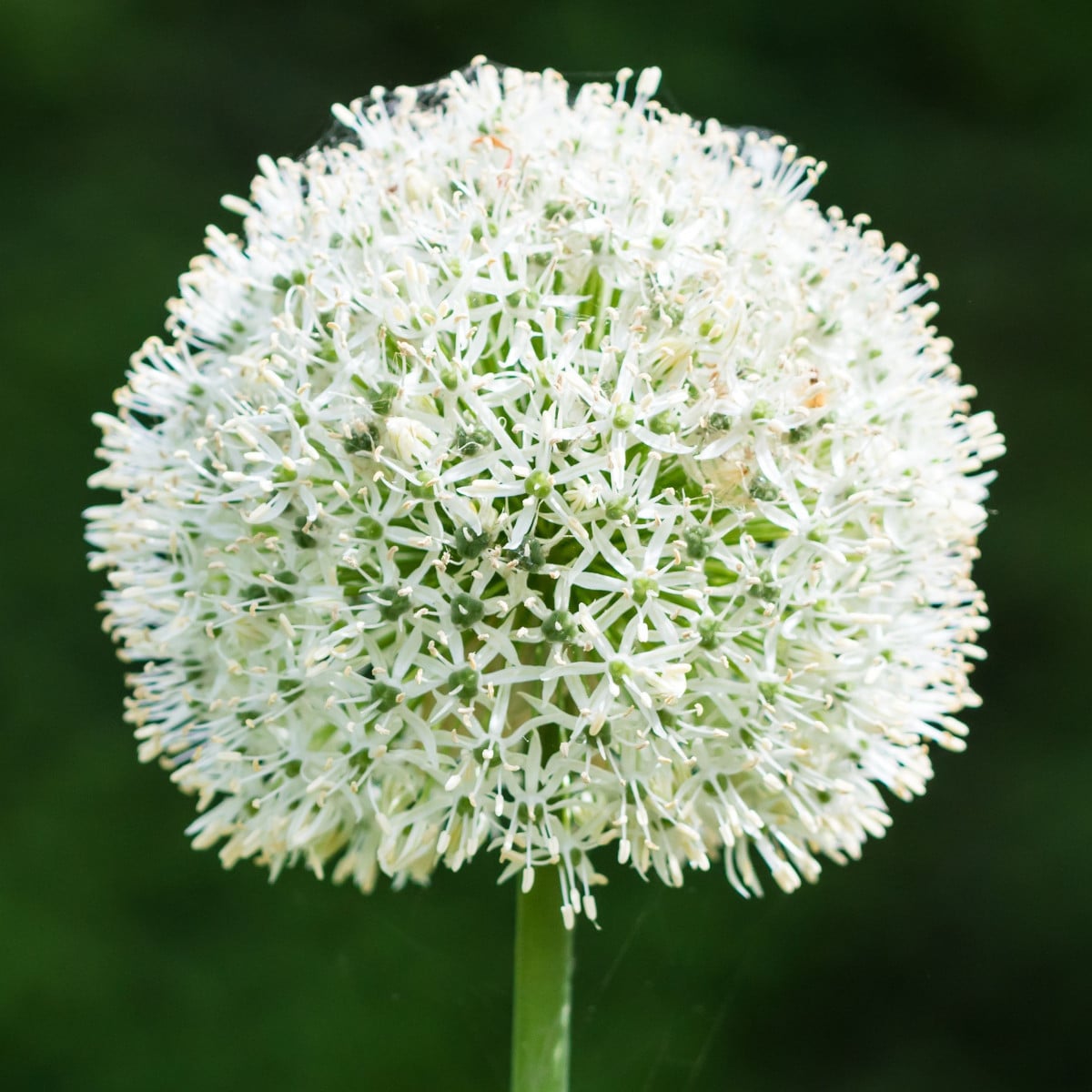 Cesnak White Giant - Allium - cibuľa okrasného cesnaku - 1 ks