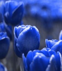 Tulipán Triumph Blue - Tulipa - cibuľa tulipánu - 3 ks