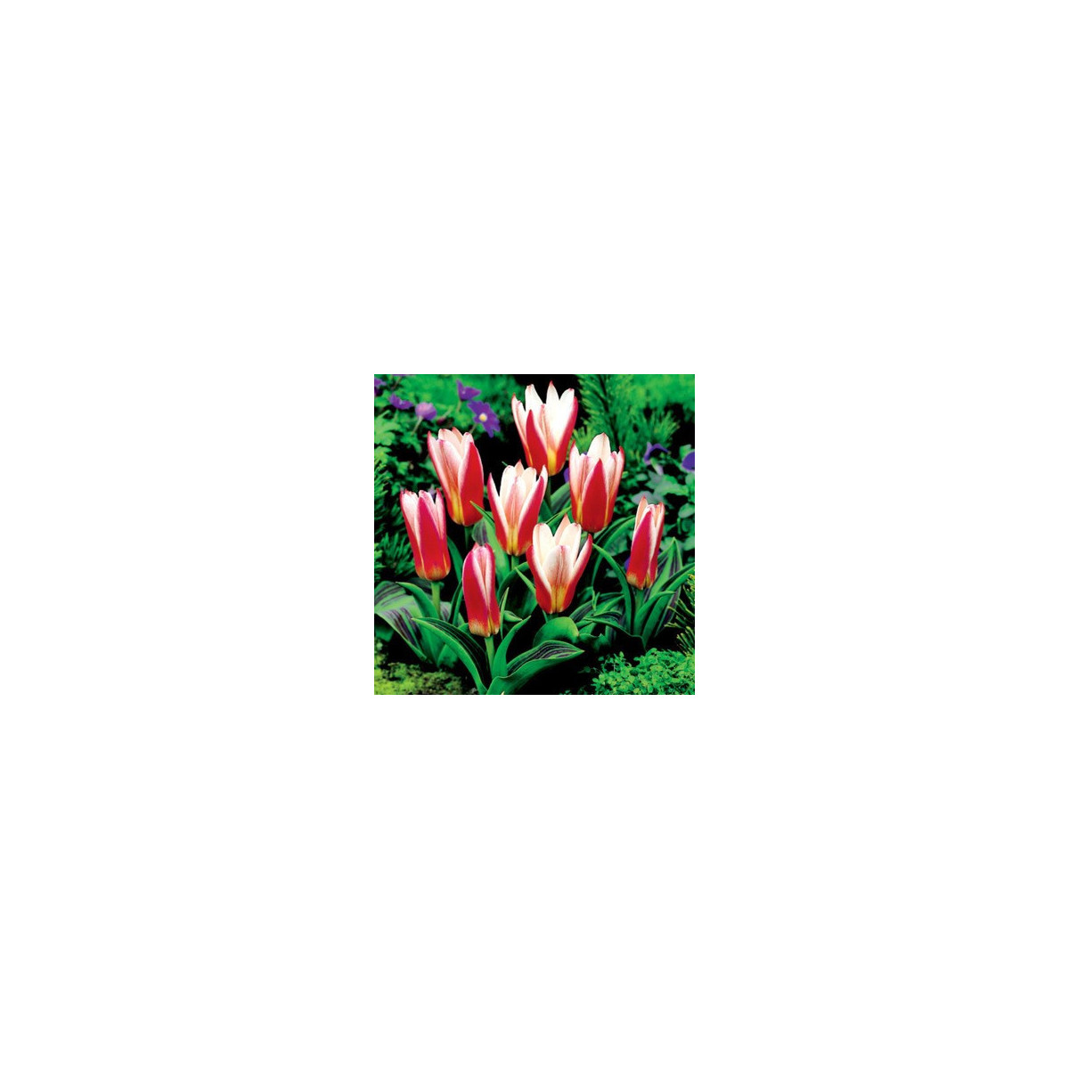 Tulipán Hearts Delight - Tulipa - cibuľa tulipánu - 3 ks