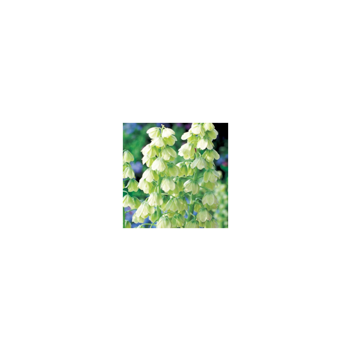 Korunkovka perzská biela - Fritillaria persica - cibuľa korunkovky - 1 ks
