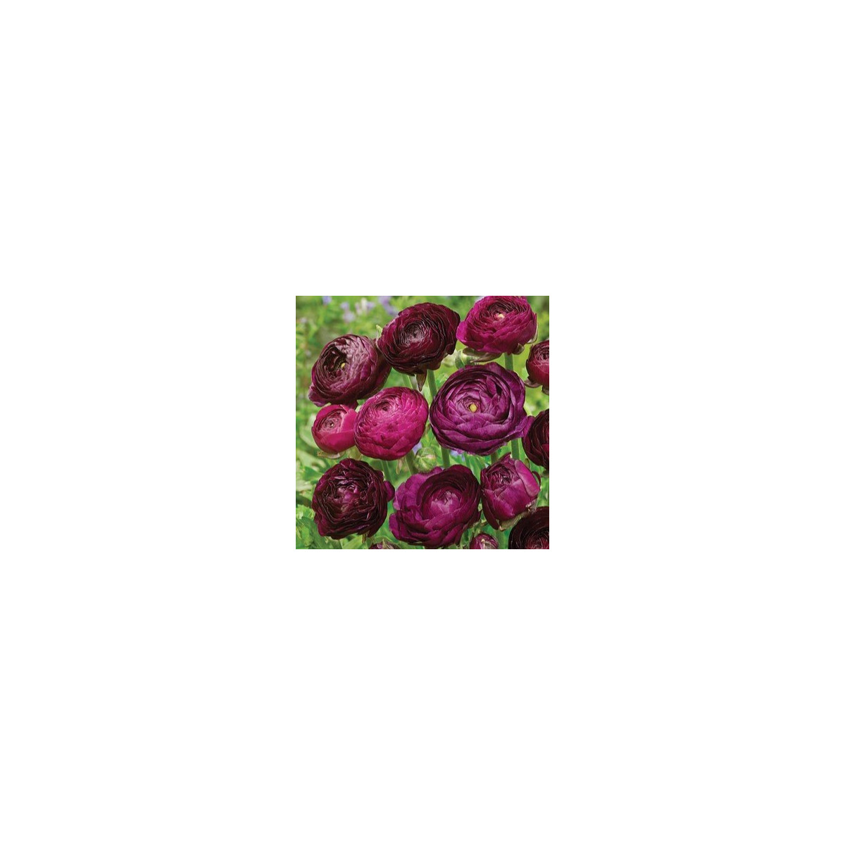Iskerník plnokvetý Tomer Purple - Ranunculus asiaticus - hľuzy iskerníka - 3 ks