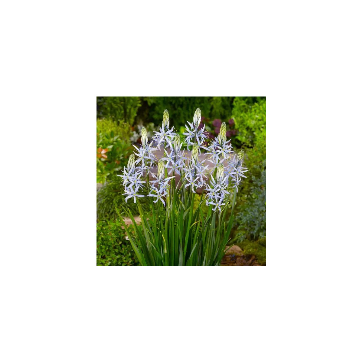 Ladoník bledomodrý - Camassia cusickii - cibuľa scily - 2 ks
