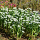 Mliečnikovka obrúbená - Euphorbia marginata - semená - 20 ks