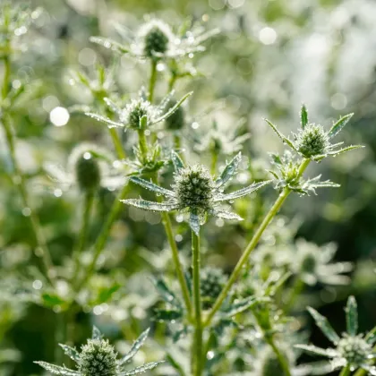 Kotúč biely White glitter - Eryngium planum - semená kotúča - 10 ks