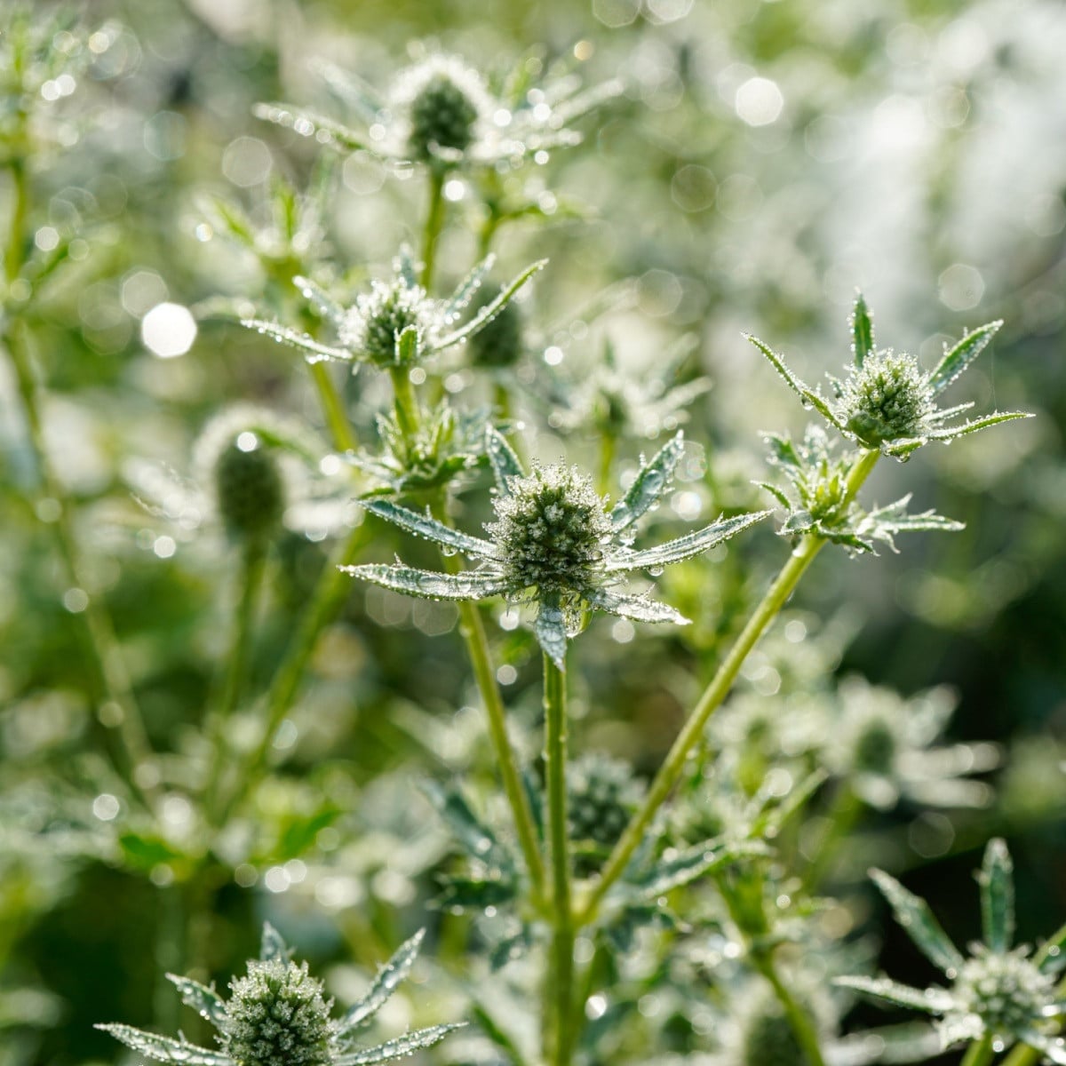 Kotúč biely White glitter - Eryngium planum - semená kotúča - 10 ks