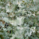 Eucalyptus Gunnii - Blahovičník Gunnov - Eucalyptus gunnii - semená eukalyptu - 10 ks