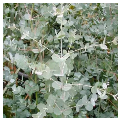 Eucalyptus Gunnii - Blahovičník Gunnov - Eucalyptus gunnii - semená eukalyptu - 10 ks