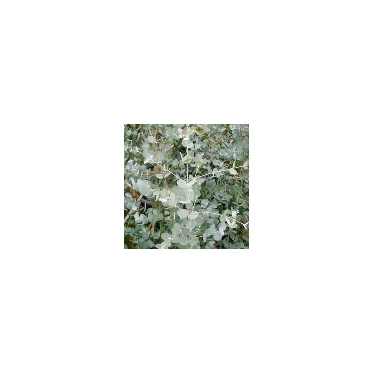 Eucalyptus Gunnii - Blahovičník Gunnov - Eucalyptus gunnii - semená eukalyptu - 10 ks