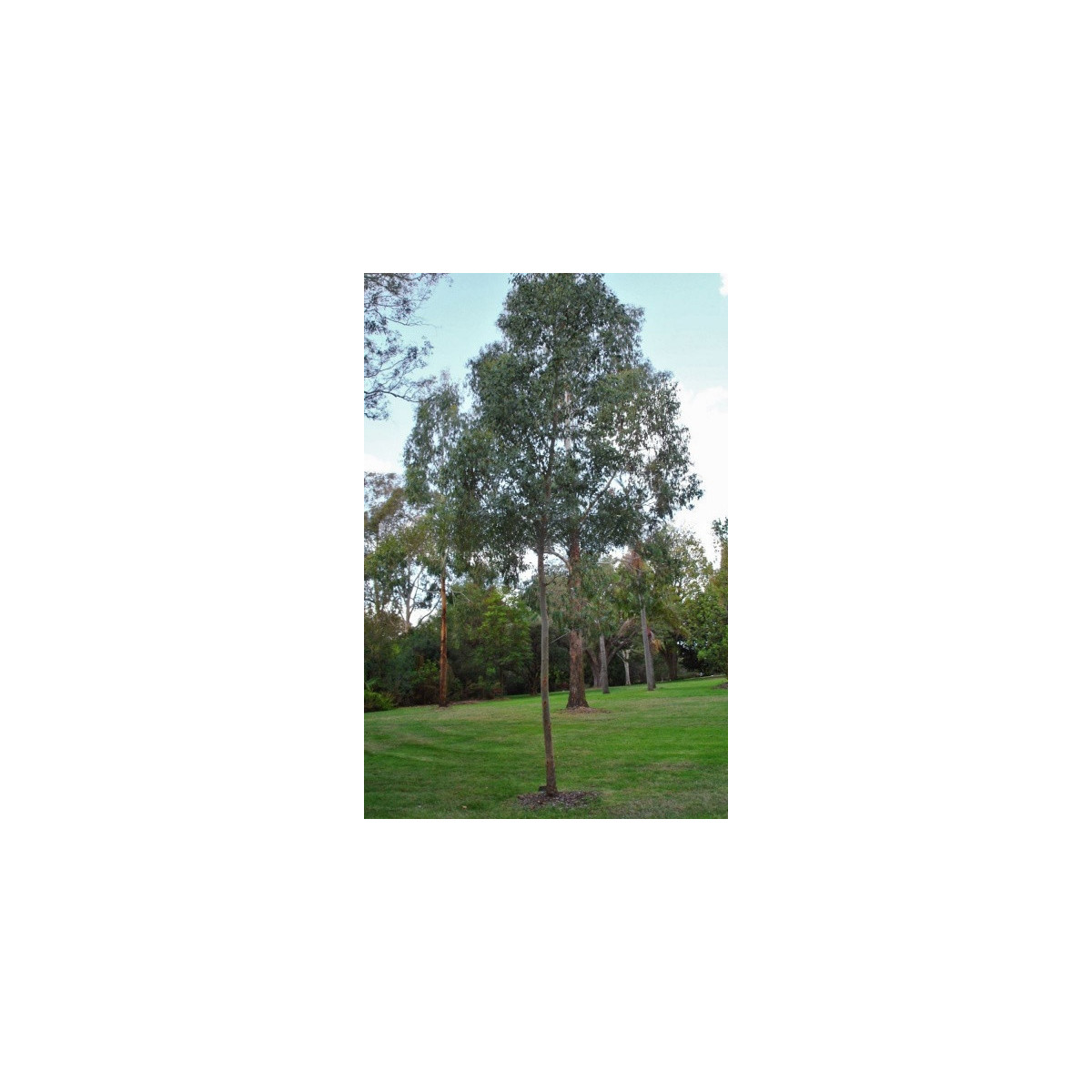 Eucalyptus Gunnii - Blahovičník Gunnov - Eucalyptus gunnii - semená eukalyptu - 10 ks