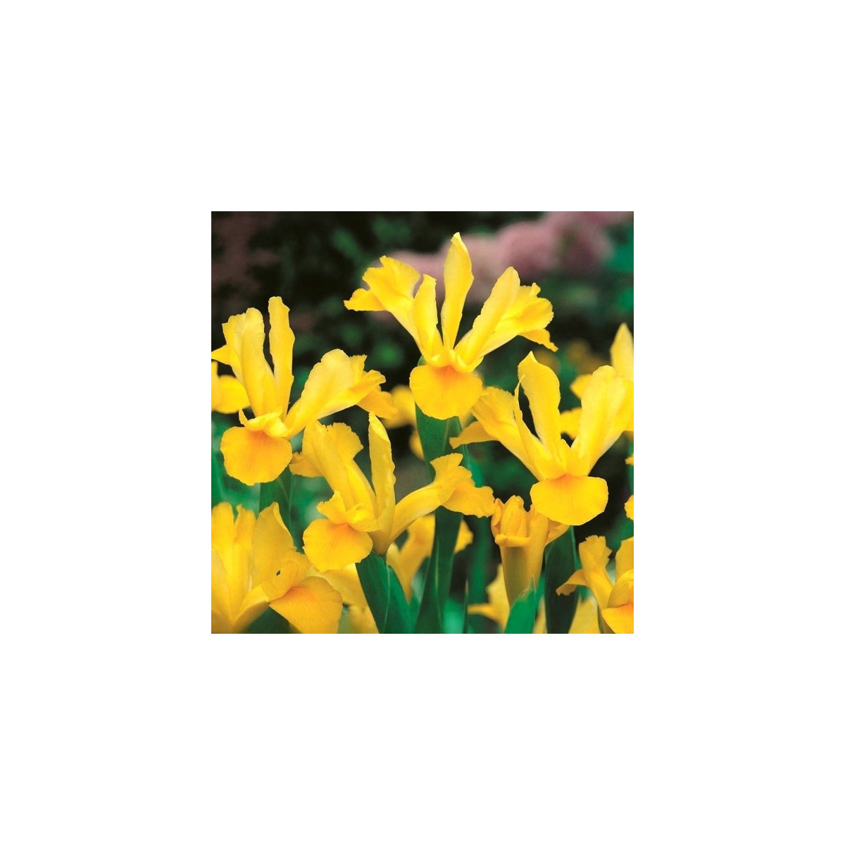 Kosatec holandský Golden Harvest - Iris hollandica - cibuľky kosatca - 3 ks