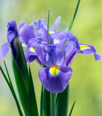 Kosatec holandský Sapphire Beauty - Iris hollandica - cibuľky kosatca - 3 ks