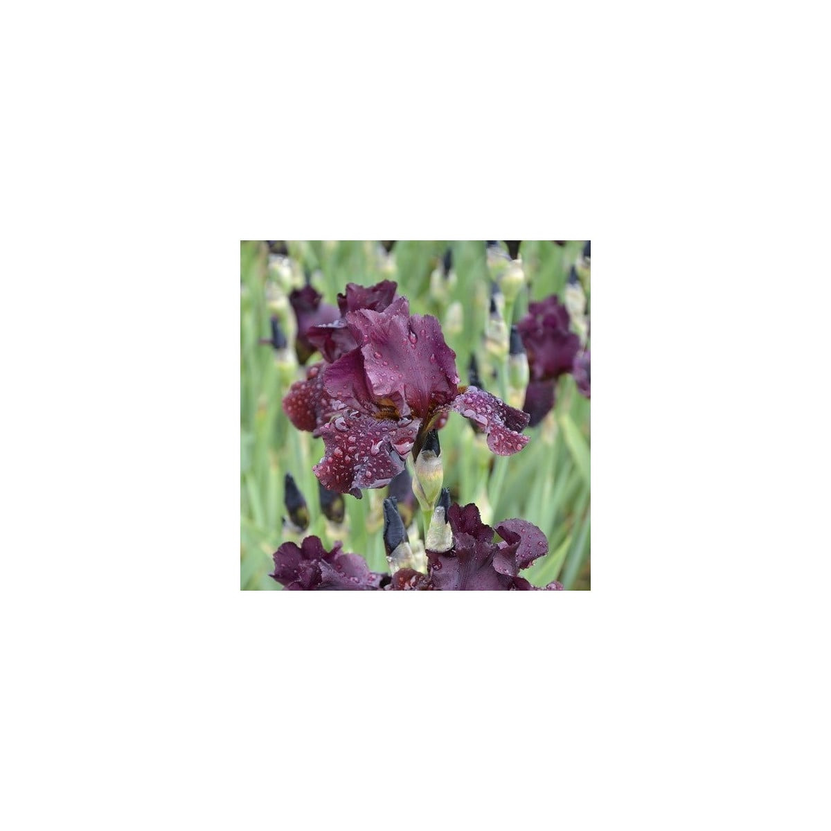 Kosatec Cherry Garden - Iris pumila - hľuzy kosatca - 1 ks