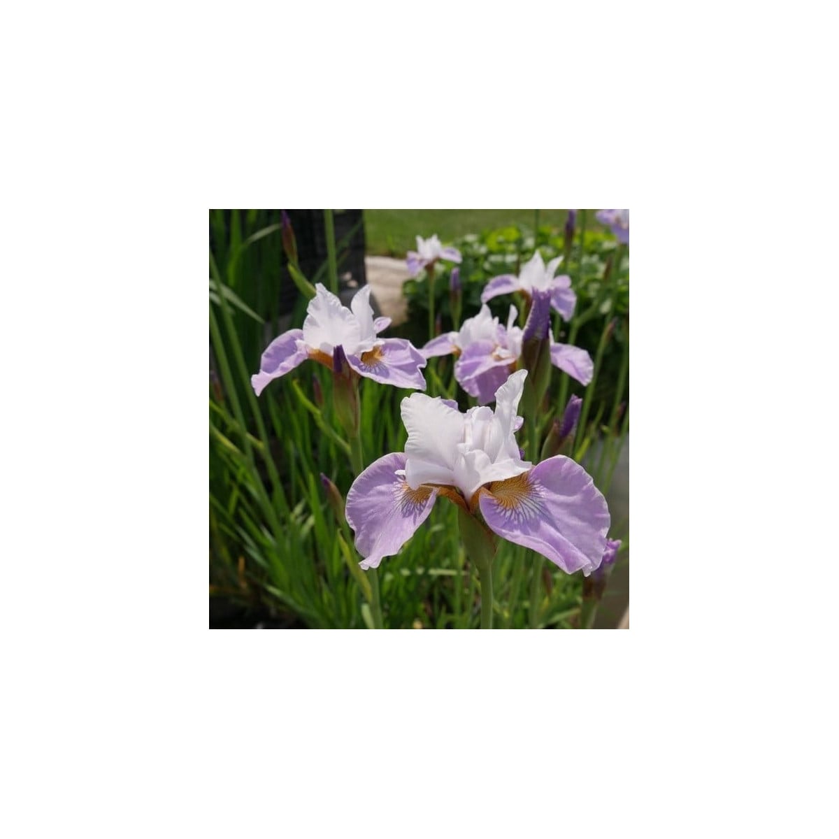 Kosatec Kita-No-Seiza - Iris sibirica - hľuzy kosatca - 1 ks