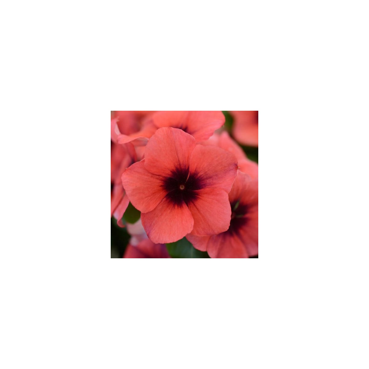 Katarant Tatoo Papaya - Catharanthus roseus - semená katarantu - 30 ks