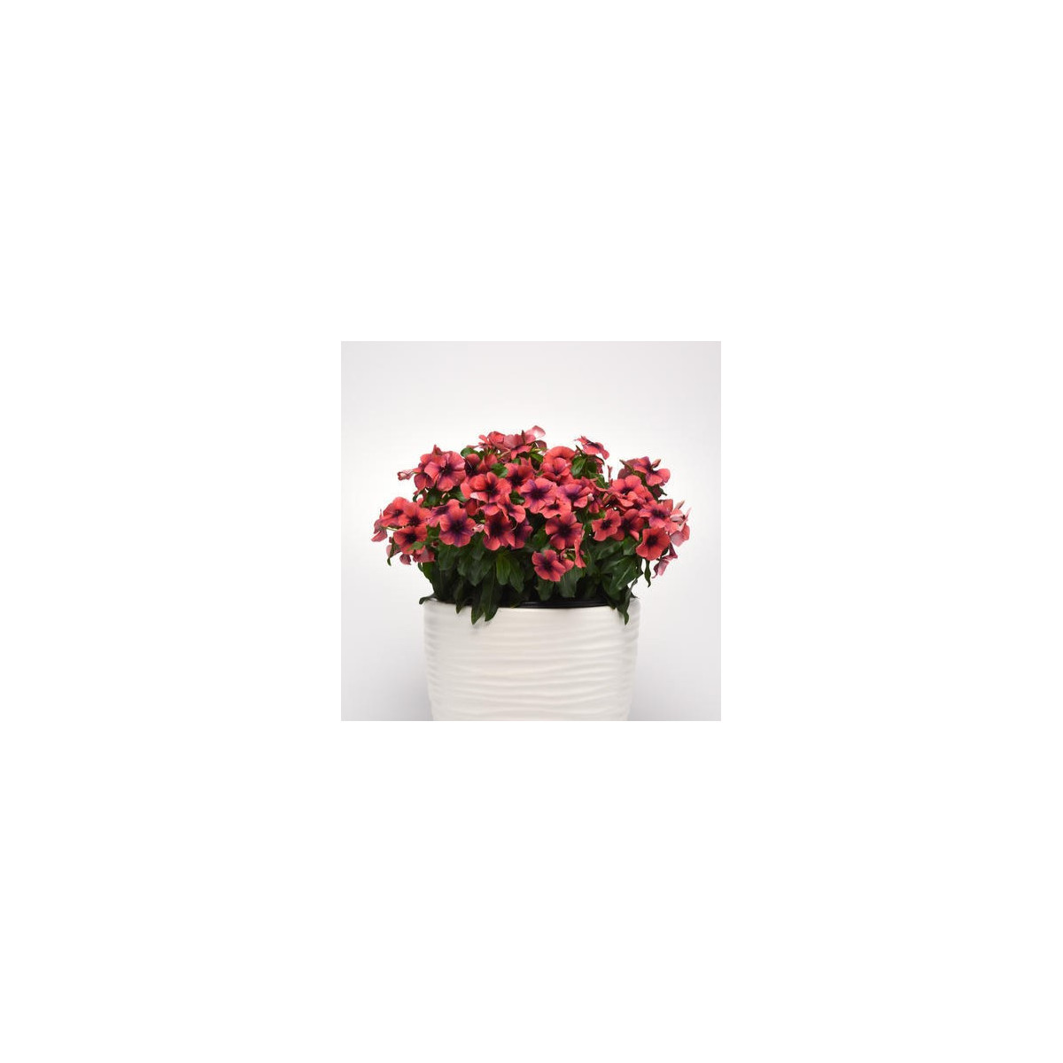 Katarant Tatoo Papaya - Catharanthus roseus - semená katarantu - 30 ks