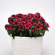 Katarant Tatoo Black Cherry - Catharanthus roseus - semená katarantu - 30 ks
