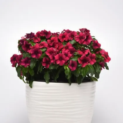 Katarant Tatoo Black Cherry - Catharanthus roseus - semená katarantu - 30 ks