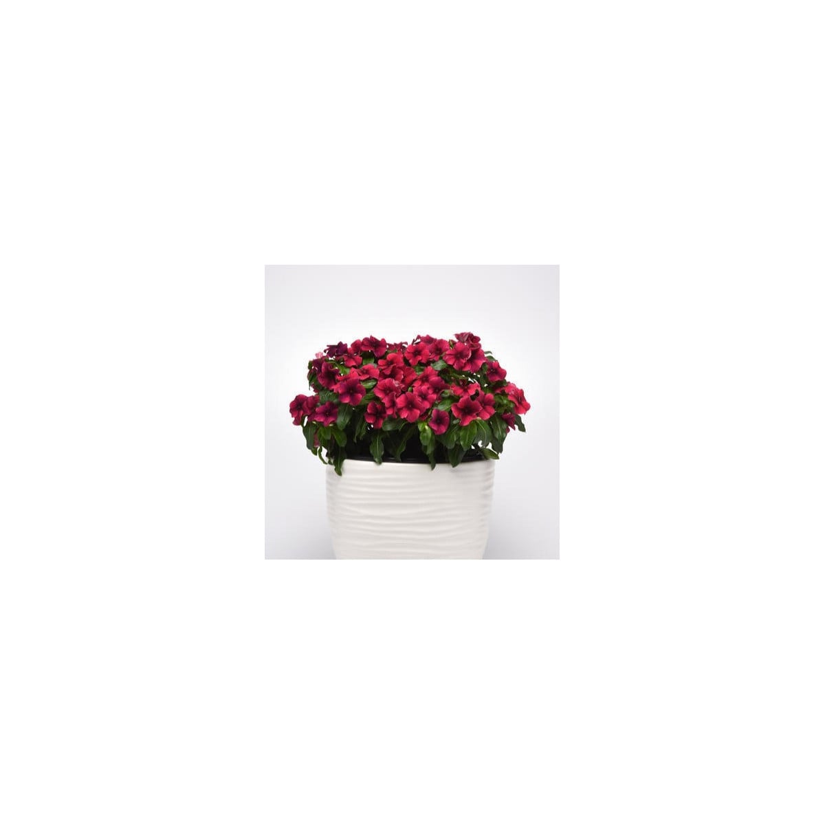 Katarant Tatoo Black Cherry - Catharanthus roseus - semená katarantu - 30 ks