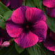 Katarant Tatoo Black Cherry - Catharanthus roseus - semená katarantu - 30 ks