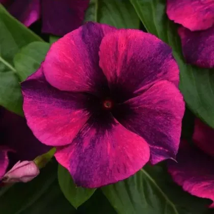 Katarant Tatoo Black Cherry - Catharanthus roseus - semená katarantu - 30 ks