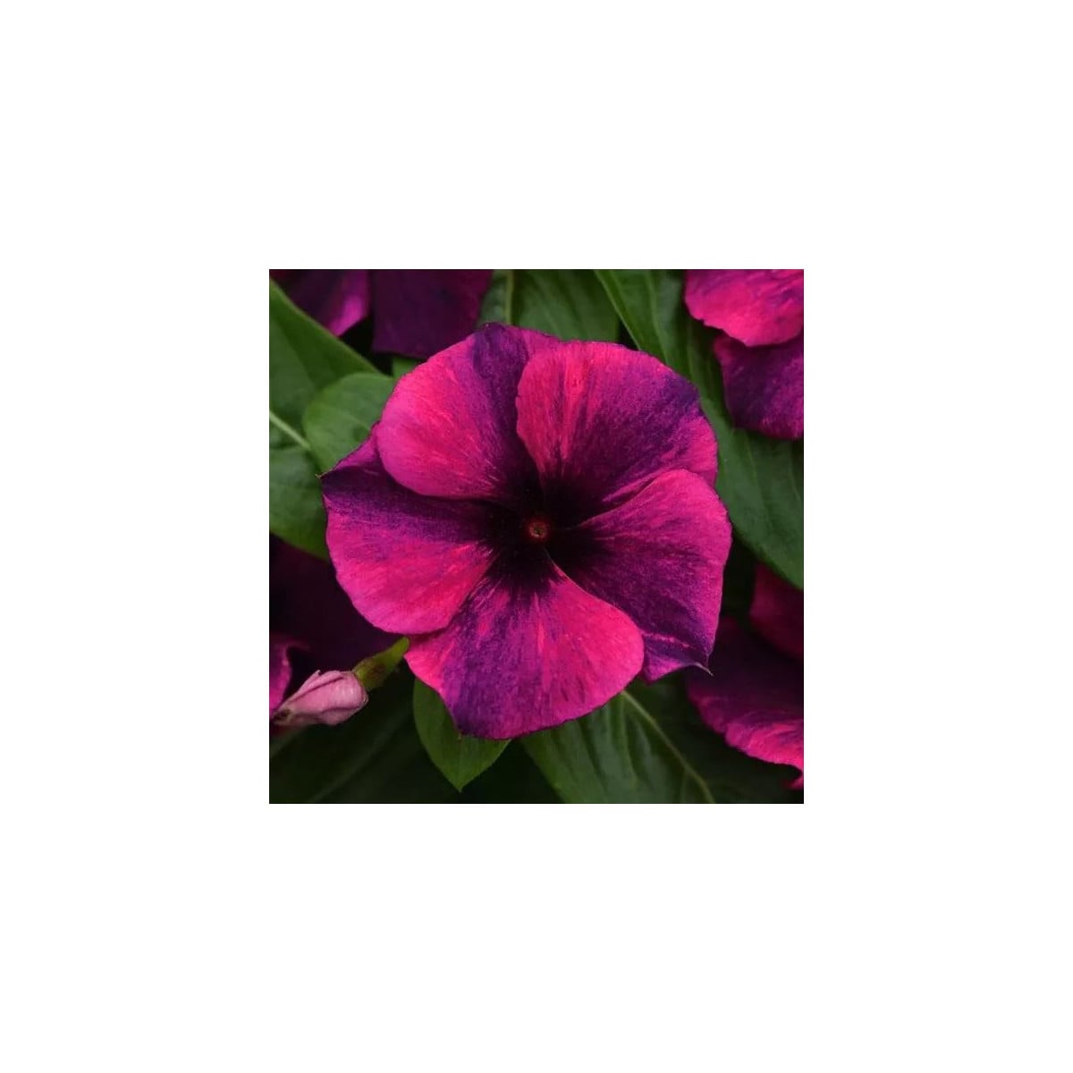 Katarant Tatoo Black Cherry - Catharanthus roseus - semená katarantu - 30 ks