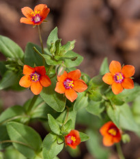 Drchnička roľná - Anagallis arvensis - predaj semien letničiek - 20 ks