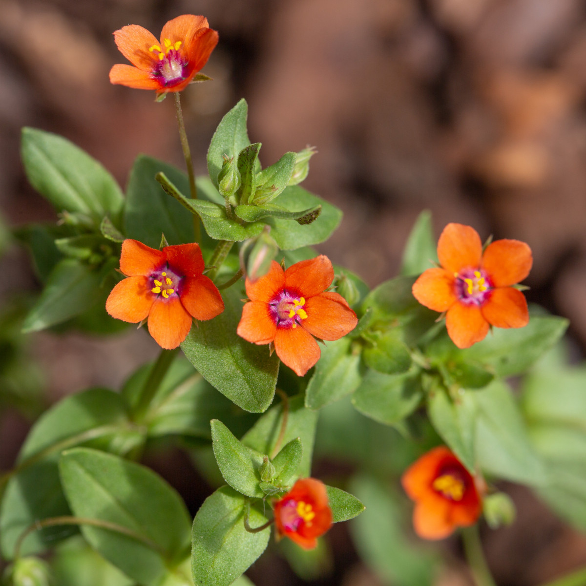 Drchnička roľná - Anagallis arvensis - predaj semien letničiek - 20 ks