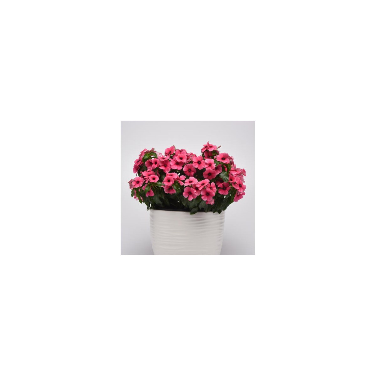 Katarant Tatoo Raspberry - Catharanthus roseus - semená katarantu - 30 ks