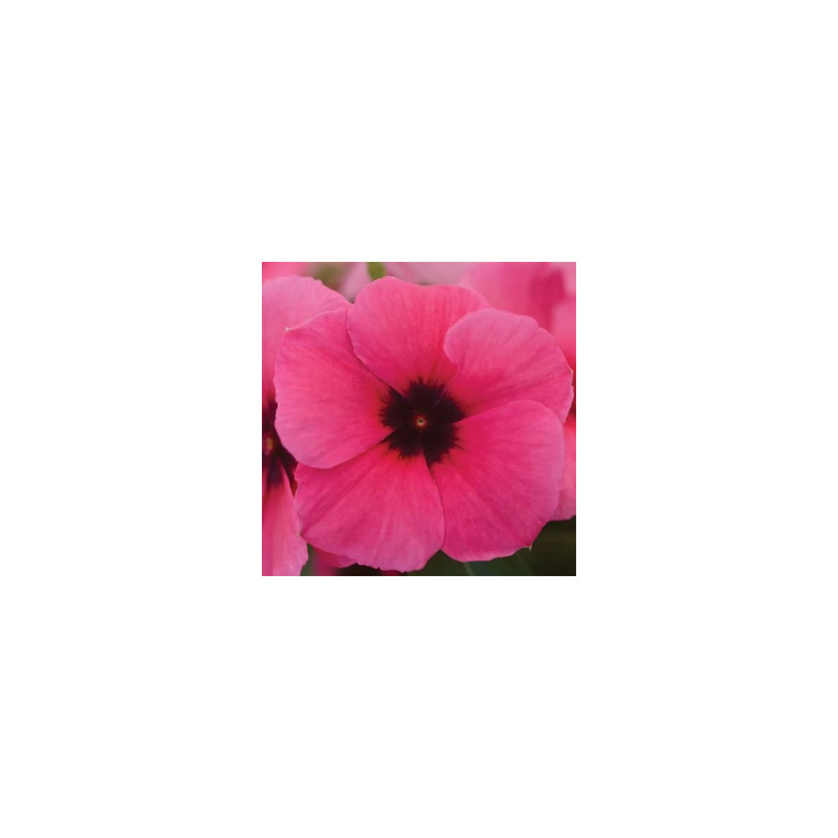 Katarant Tatoo Raspberry - Catharanthus roseus - semená katarantu - 30 ks