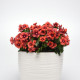 Katarant Tatoo Tangerine - Catharanthus roseus - semená katarantu - 30 ks