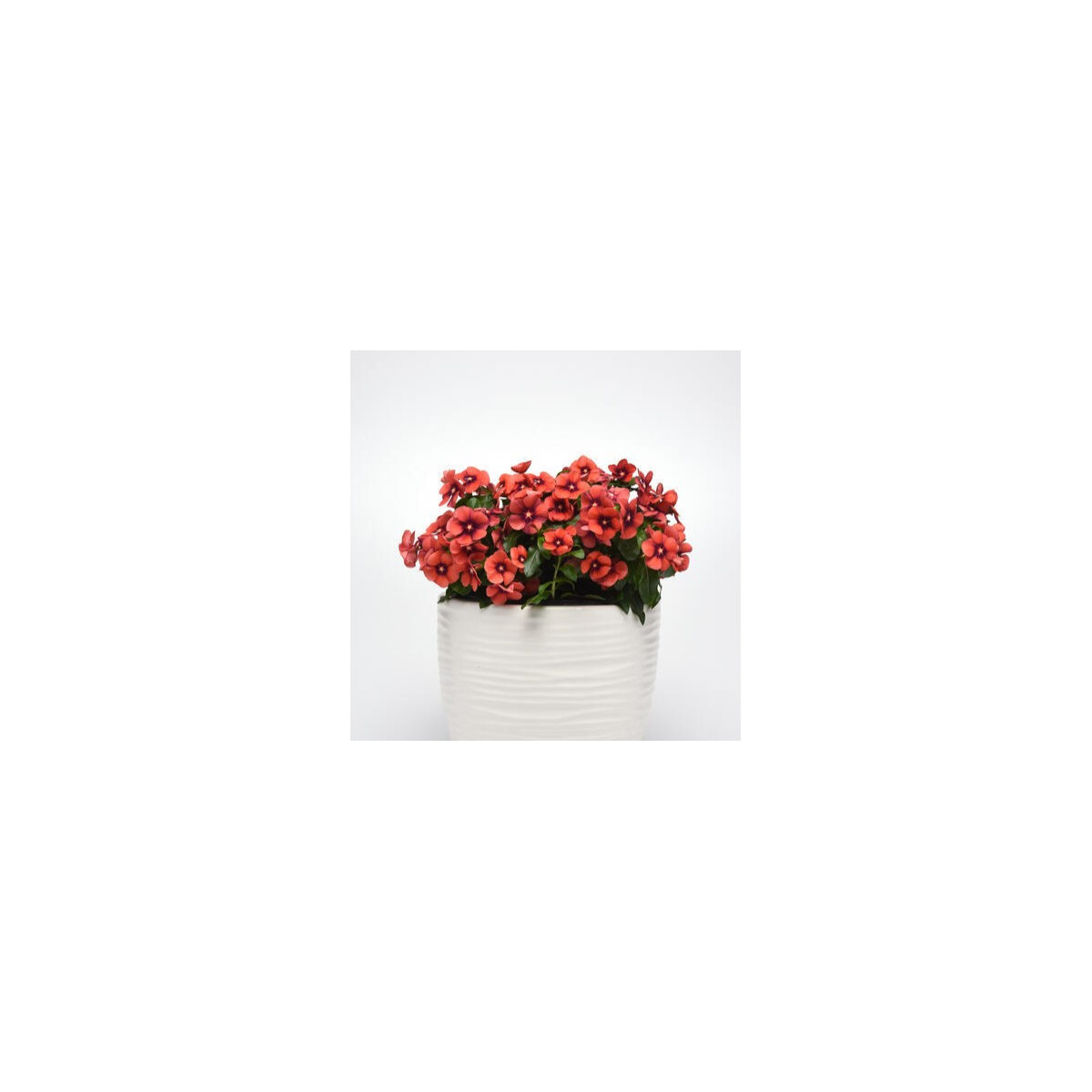 Katarant Tatoo Tangerine - Catharanthus roseus - semená katarantu - 30 ks