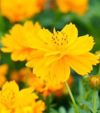 Krasuľka perovitá žltá Sunset - Cosmos sulphureus - semená - 40 ks
