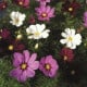 Krasuľka perovitá Cosmini Mix - Cosmos bipinnatus - semená krasuľky - 20 ks