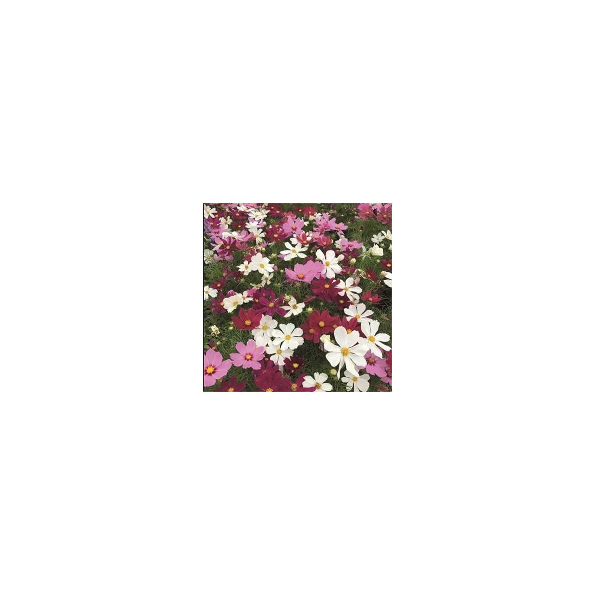 Krasuľka perovitá Cosmini Mix - Cosmos bipinnatus - semená krasuľky - 20 ks
