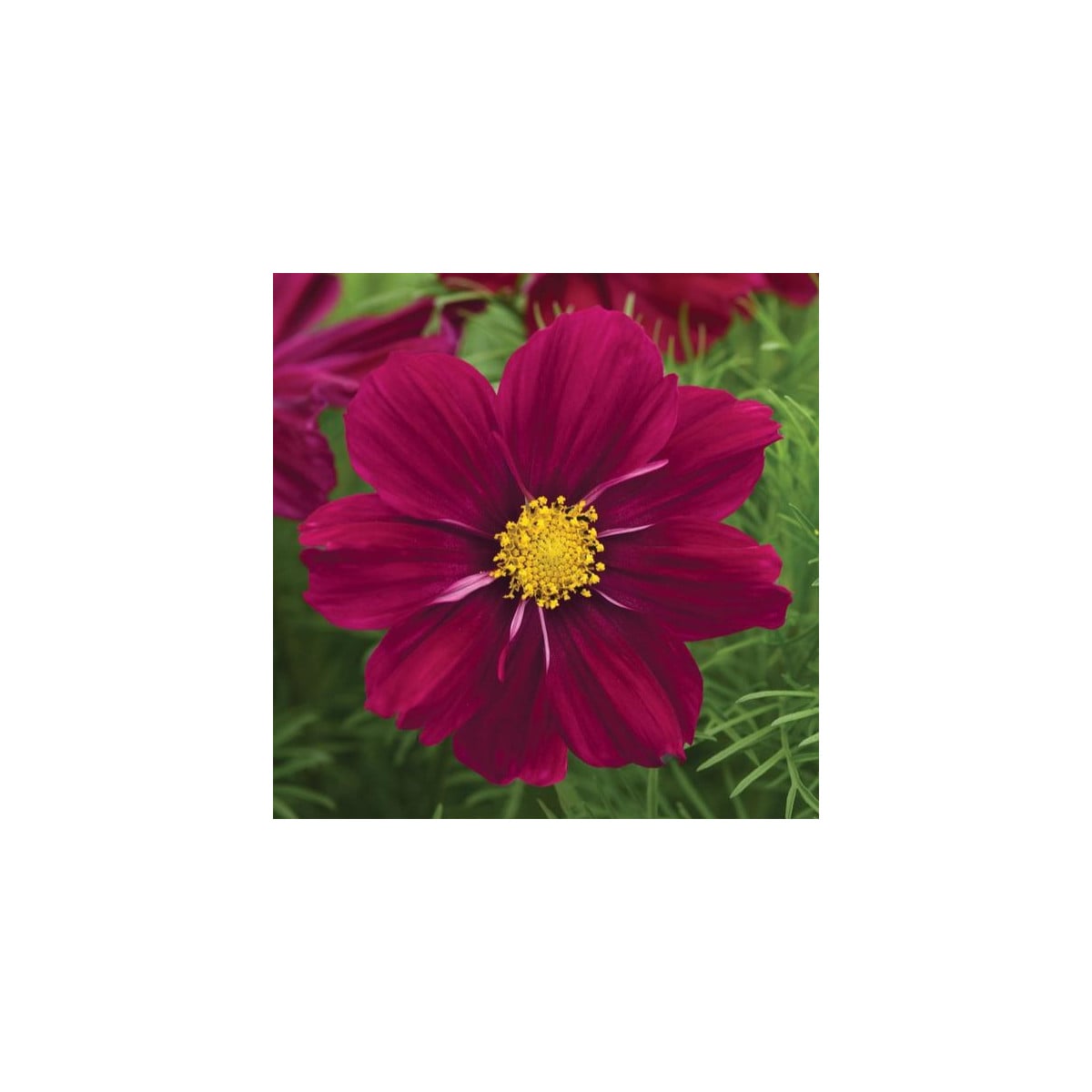 Krasuľka Sonata Purple Shades - Cosmos bipinnatus - semená krasuľky - 15 ks