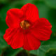 Kapucínka nízka Baby Red - Kapucínka - Tropaeolum mínus - semená kapucínka - 8 ks