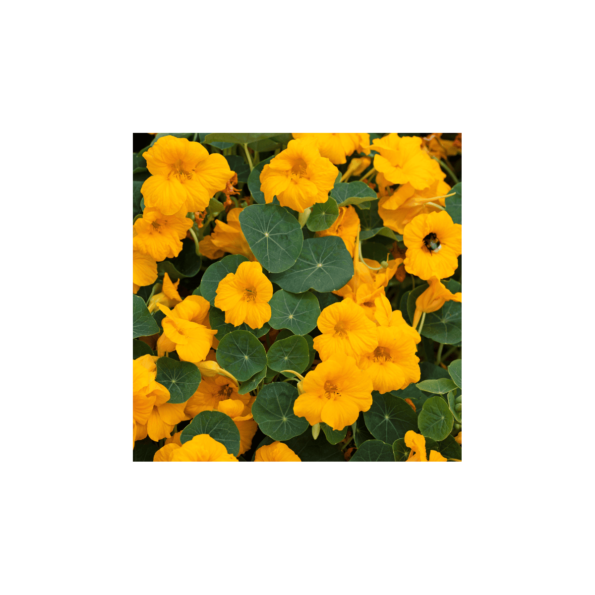 Kapucínka nízka Baby Gold - Kapucínka - Tropaeolum mínus - semená kapucínky - 8 ks