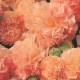 Topoľovka Chaters Apricot - Alcea rosea - semená topoľovky - 8 ks