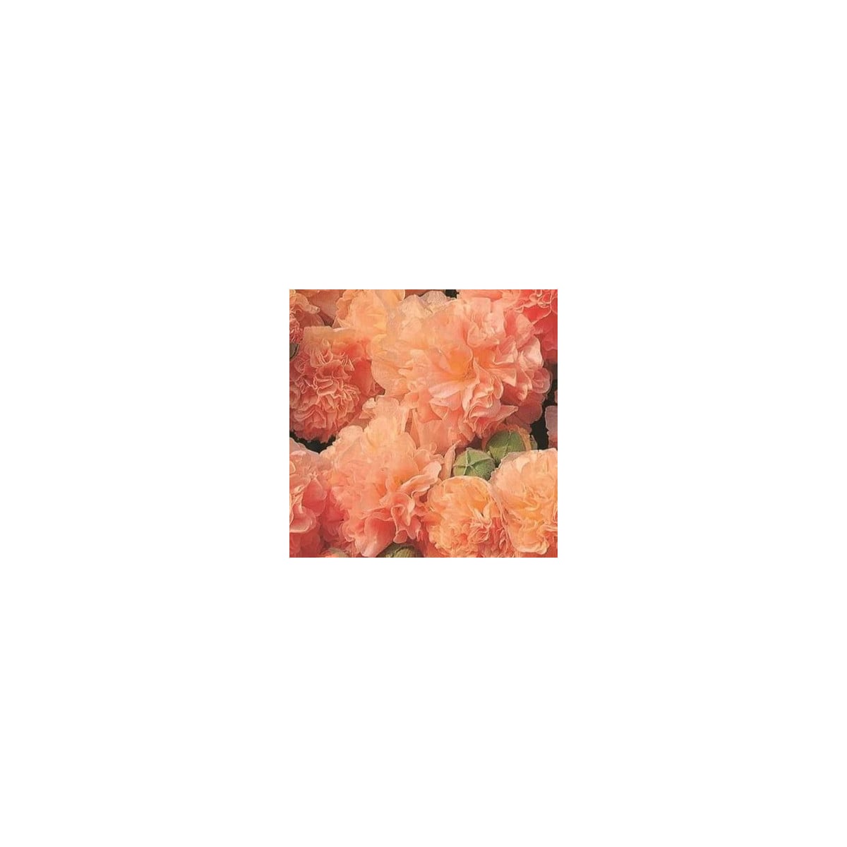Topoľovka Chaters Apricot - Alcea rosea - semená topoľovky - 8 ks